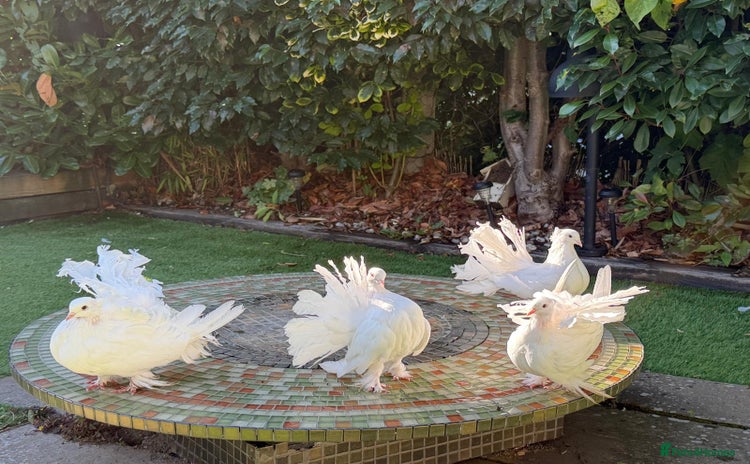 Doves birds - Advert 1