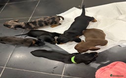 Miniature Dachshund dogs for sale: Miniature Dashound Puppies  - Image 11