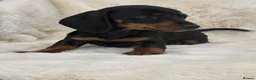 Miniature Dachshund dogs for sale: Mini smooth dachshund puppies  - Advert 4