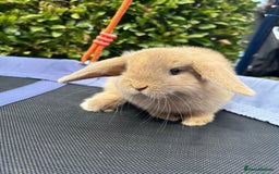 Mini Lop rabbits for sale: Purebred mini lop male - Image 1