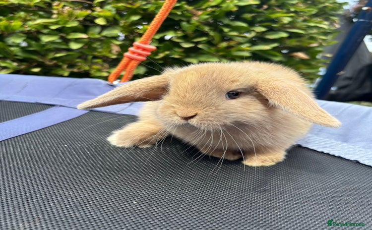 Mini Lop rabbits - Advert 1