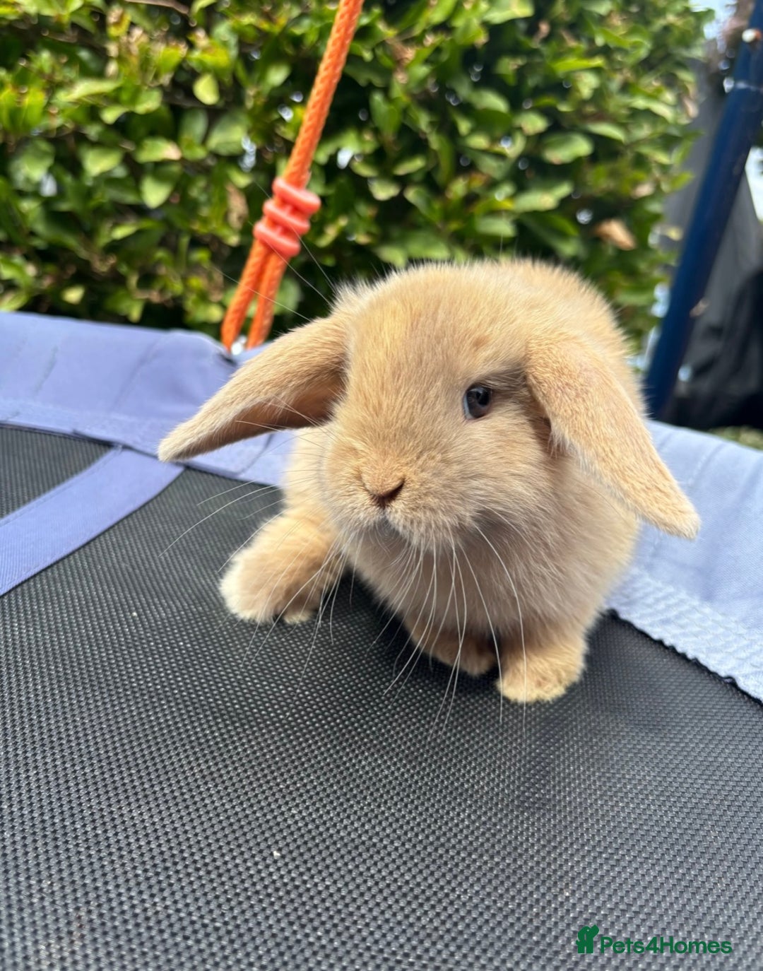 Mini Lop rabbits for sale: Purebred mini lop male - Image 1