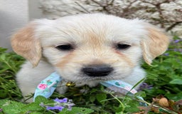 Golden Retriever dogs for sale: ❤️ Superb Litter of Golden Retriever Puppies ❤️ - Image 29