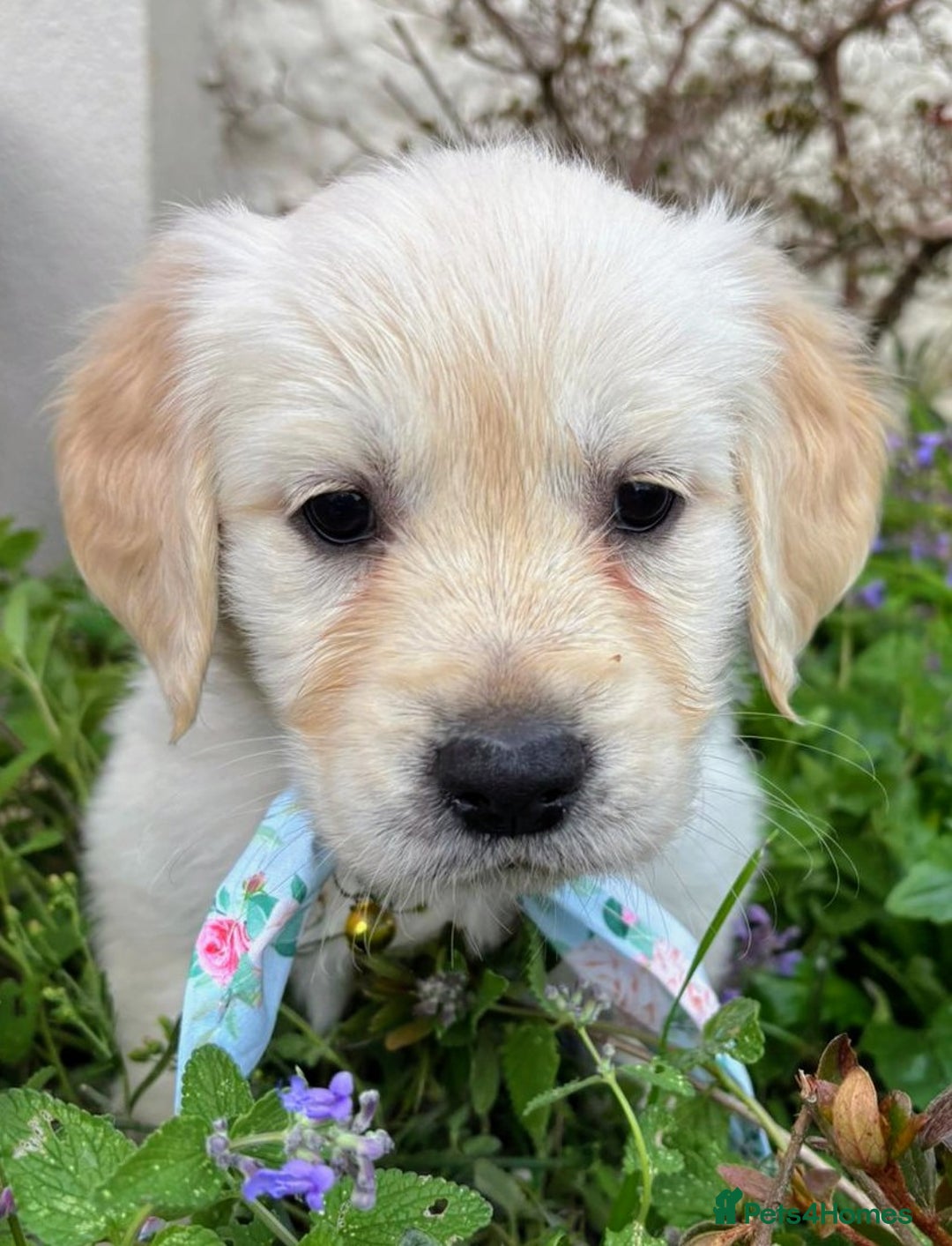 Golden Retriever dogs for sale: ❤️ Superb Litter of Golden Retriever Puppies ❤️ - Image 29
