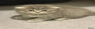 Scottish Fold 3