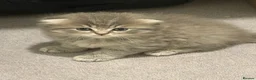 Scottish Fold cats for sale: Lovely scottish fold kitten - Advert 14