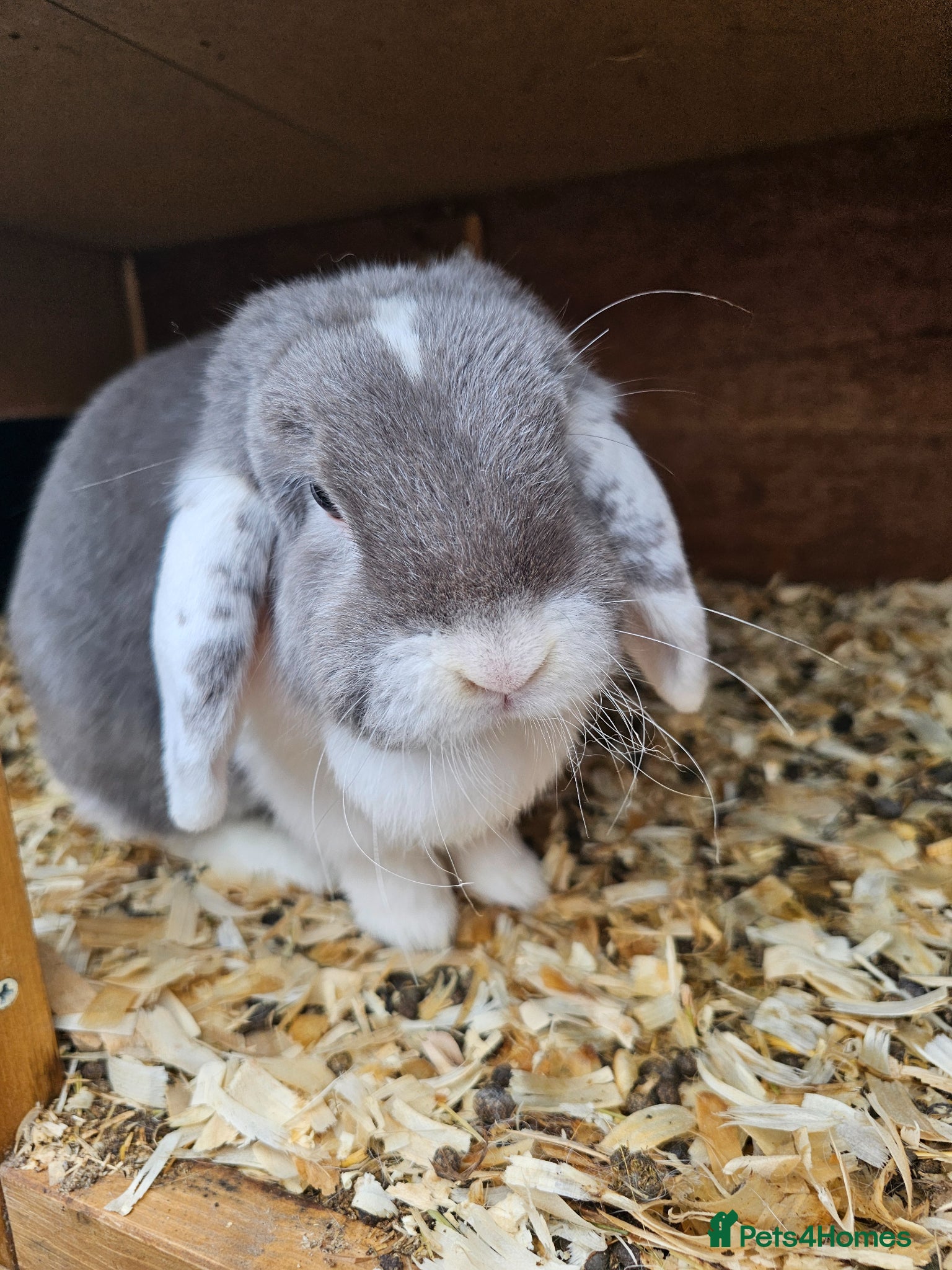 Mini Lop rabbits Mini Lop Buck and doe with temp hutch.  - Advert 11