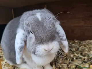 Mini Lop rabbits Mini Lop Buck and doe with temp hutch. - Advert 17