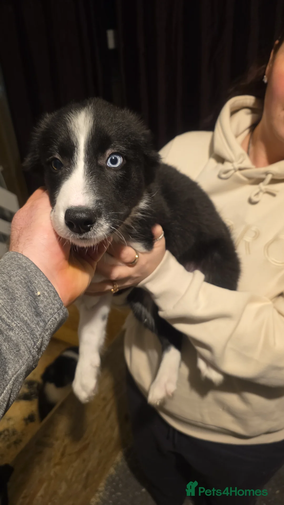 Border Collie dogs for sale: Border collie pups  - Advert 2