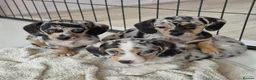Dachshund dogs for sale: Adorable puppies looking for new home - Advert 1