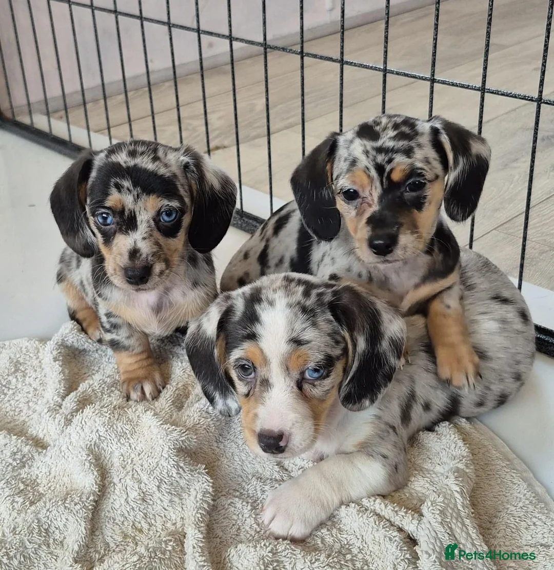 Dachshund dogs for sale: Adorable puppies looking for new home - Advert 1