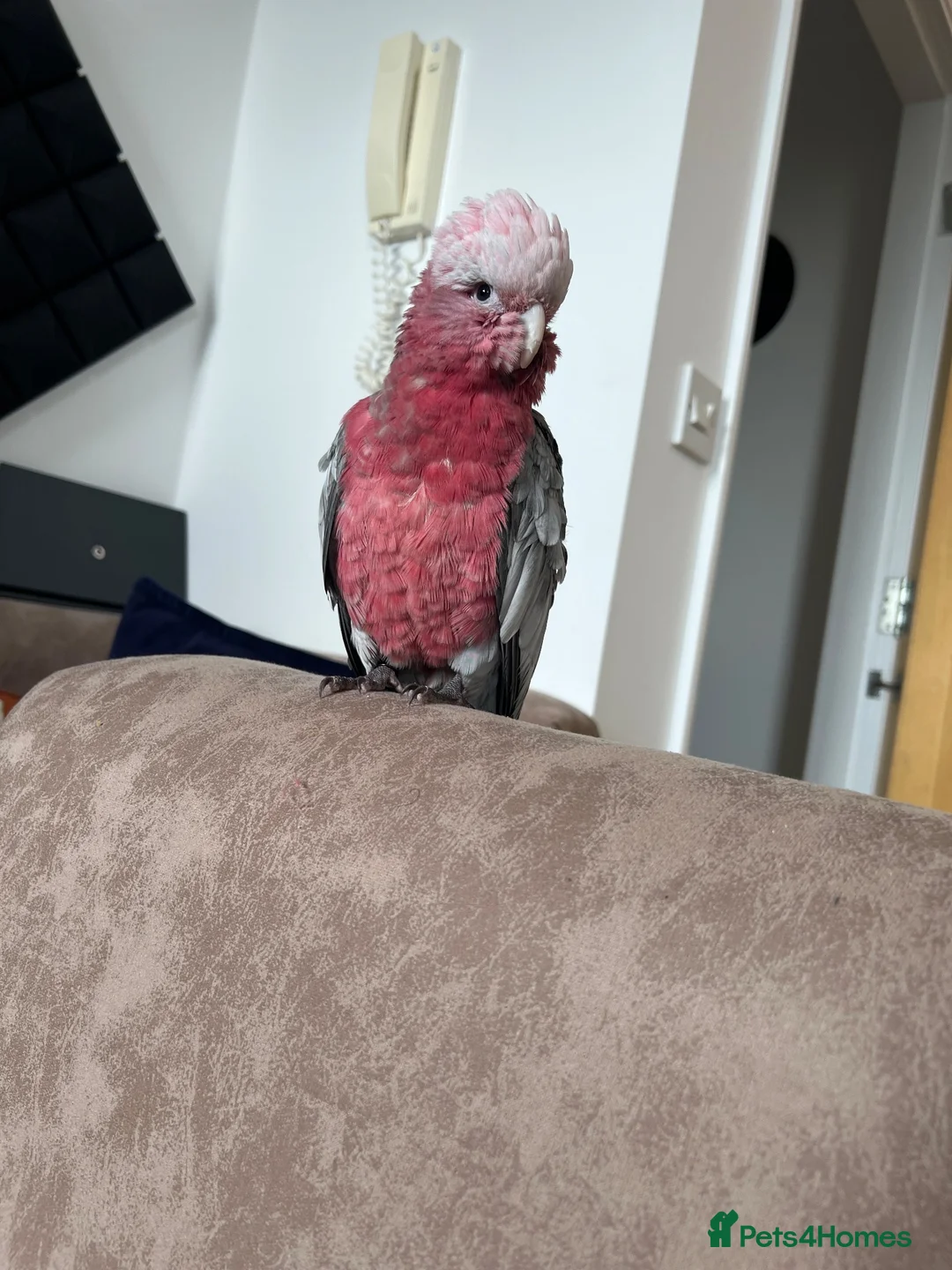 Cockatoo birds for sale: Rose-Breasted Cockatoo (Galah) - Advert 2