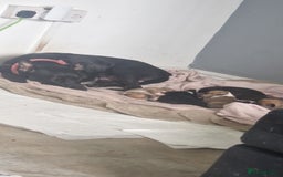 Mixed Breed dogs for sale: Pups  - Image 1