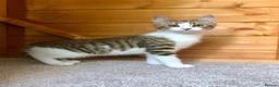 Mixed Breed cats for sale: Last one - £75 READY NOW - Pedigree Cross Kittens - Advert 4