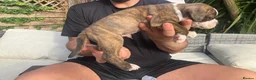Olde English Bulldogge dogs for sale: Olde English bulldogge f2 - Advert 7