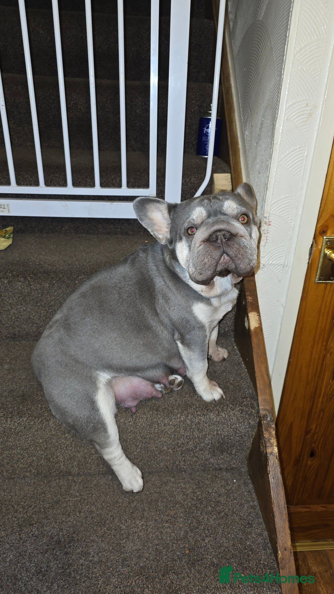 French Bulldog dogs for sale: FRENCH BULLDOG ** - Image 15