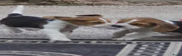 Beagle dogs for sale: Kc registered beagle puppy’s  - Advert 12