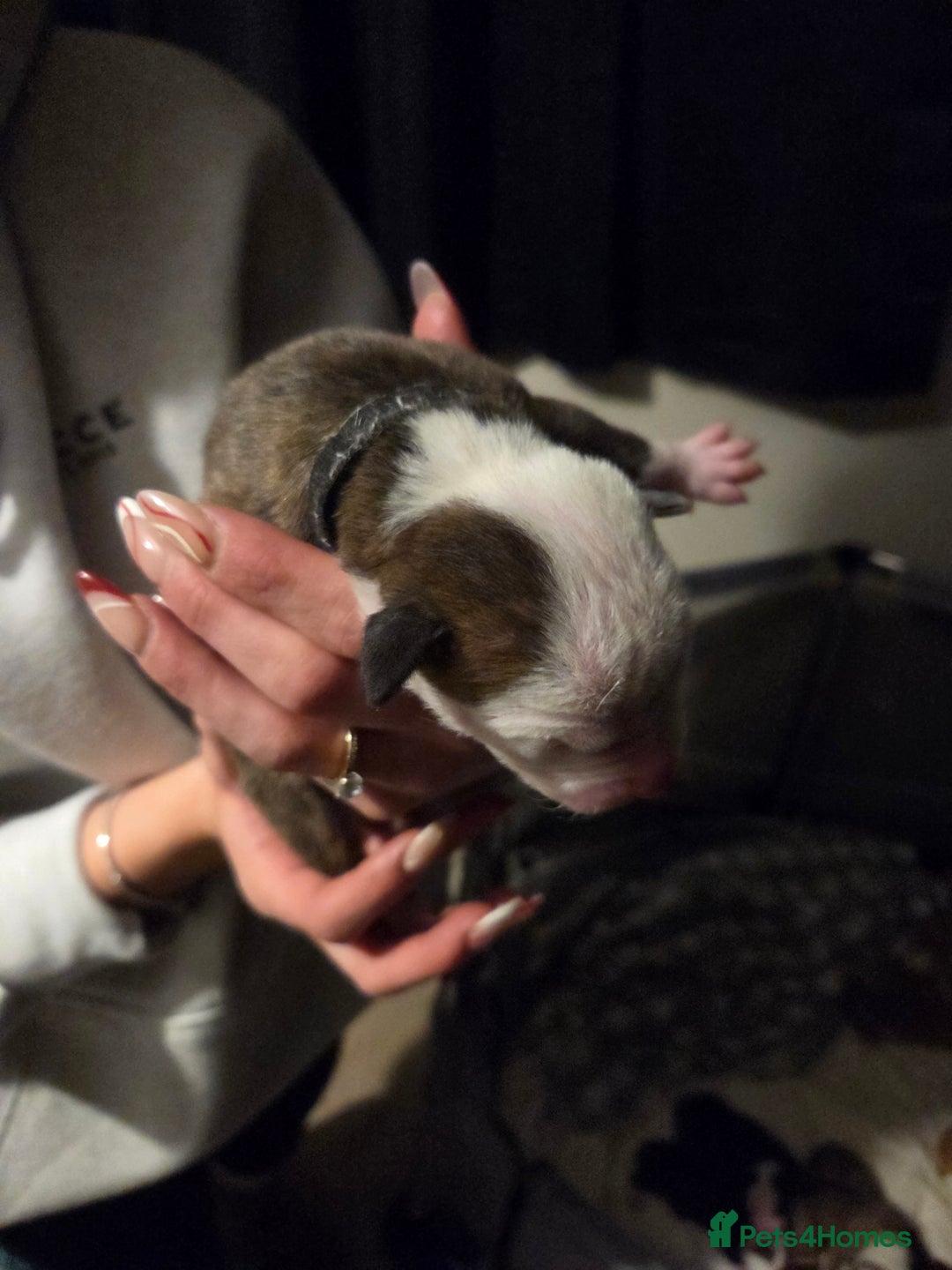 American Bulldog dogs for sale: American bulldog puppies  - Image 10