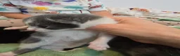 Mixed Breed cats for sale: Kittens girls and boy adorable mixed breed - Advert 16