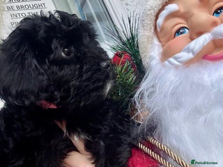 Cavapoo dogs Ready now, extensively health tested F1 cavapoo - Advert 2