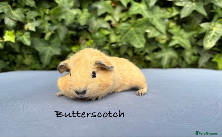Guinea Pig rodents - Advert 4