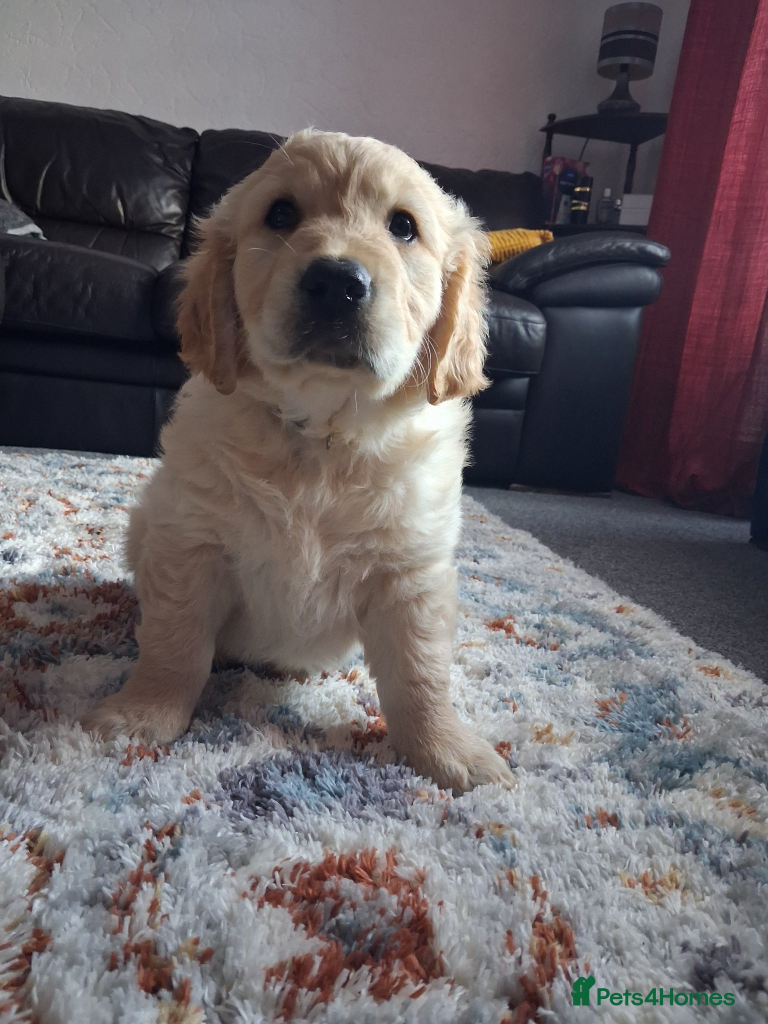 Golden Retriever dogs Only 1 girl left! KC registered - Advert 11
