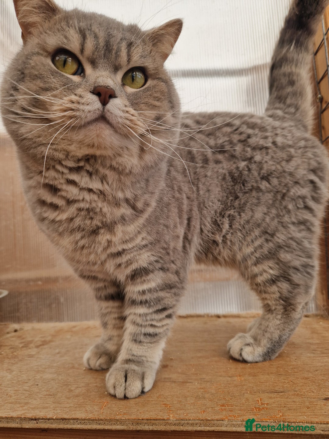 British Shorthair cats for sale: British Shorthair Male - Advert 2