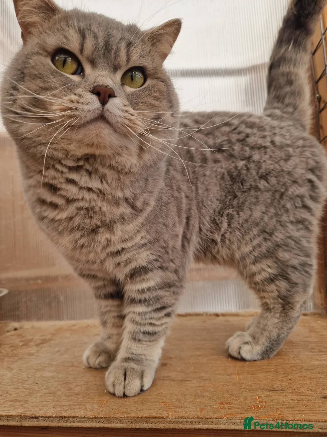 British Shorthair cats for sale: British Shorthair Male - Advert 2