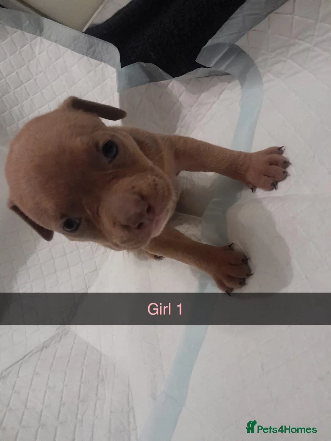 American Bully dogs for sale: American POCKET Bully - Advert 2