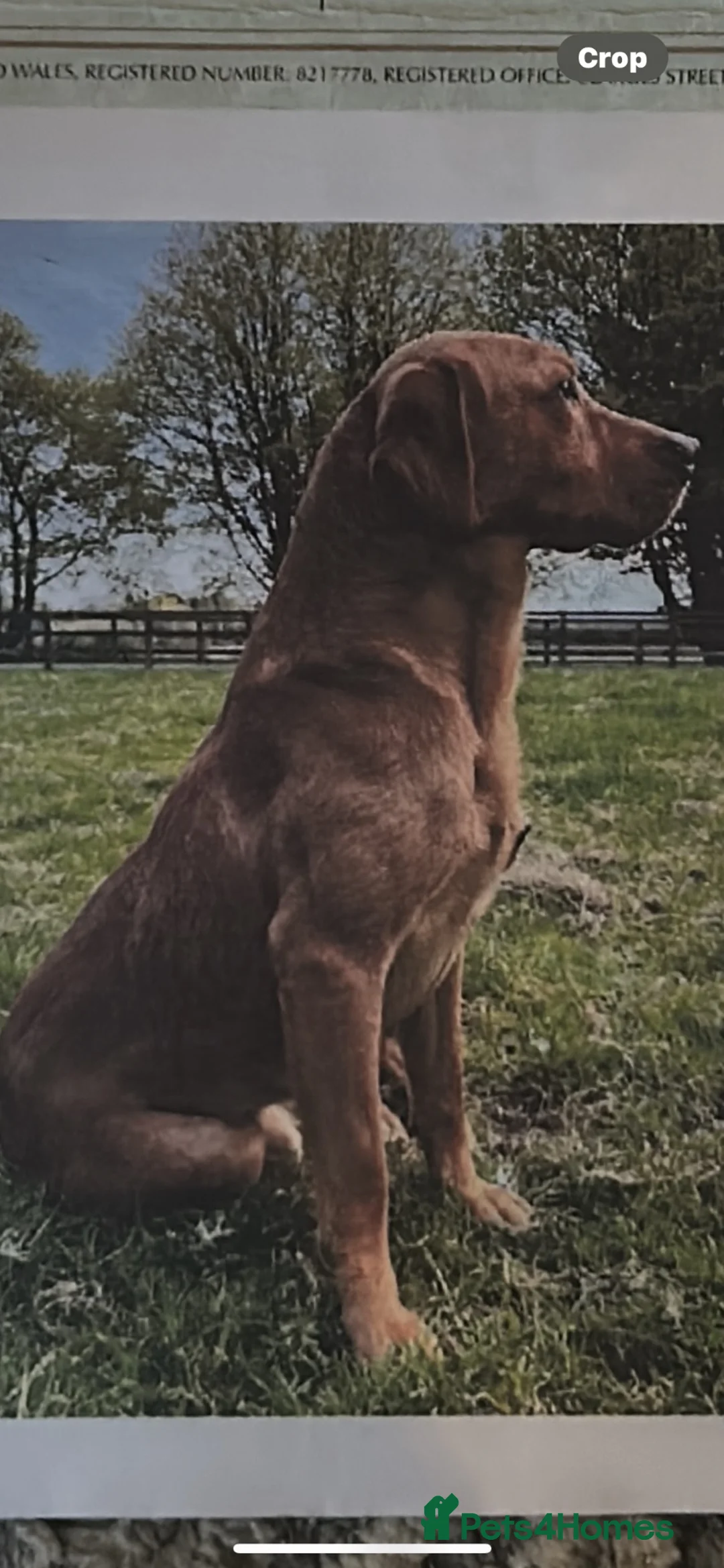 Labrador Retriever dogs for sale: Labrador puppies kc reg  - Advert 2
