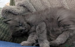 Maine Coon cats for sale: Beautiful Maine Coon Kittens - Image 18