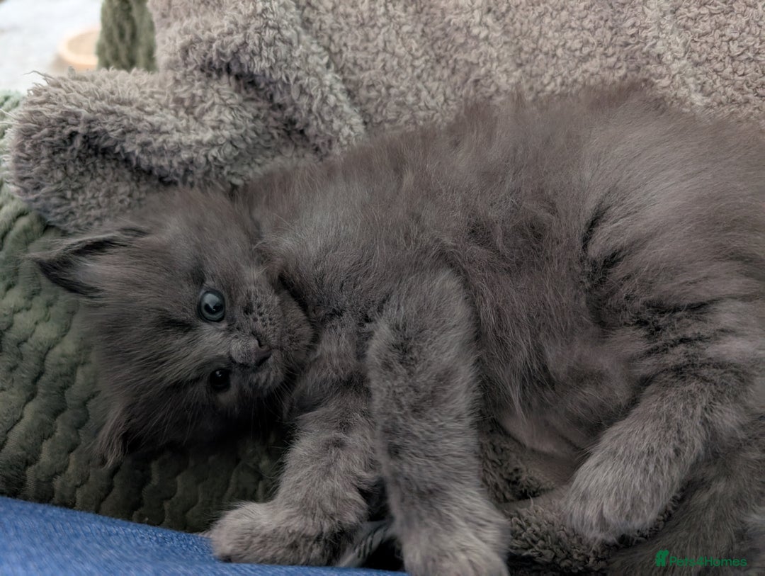 Maine Coon cats for sale: Beautiful Maine Coon Kittens - Image 18