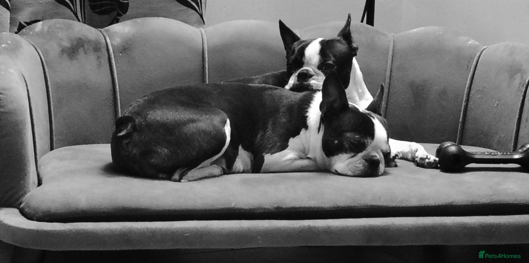 Boston Terrier dogs for sale: Boston Terrier  - Advert 4