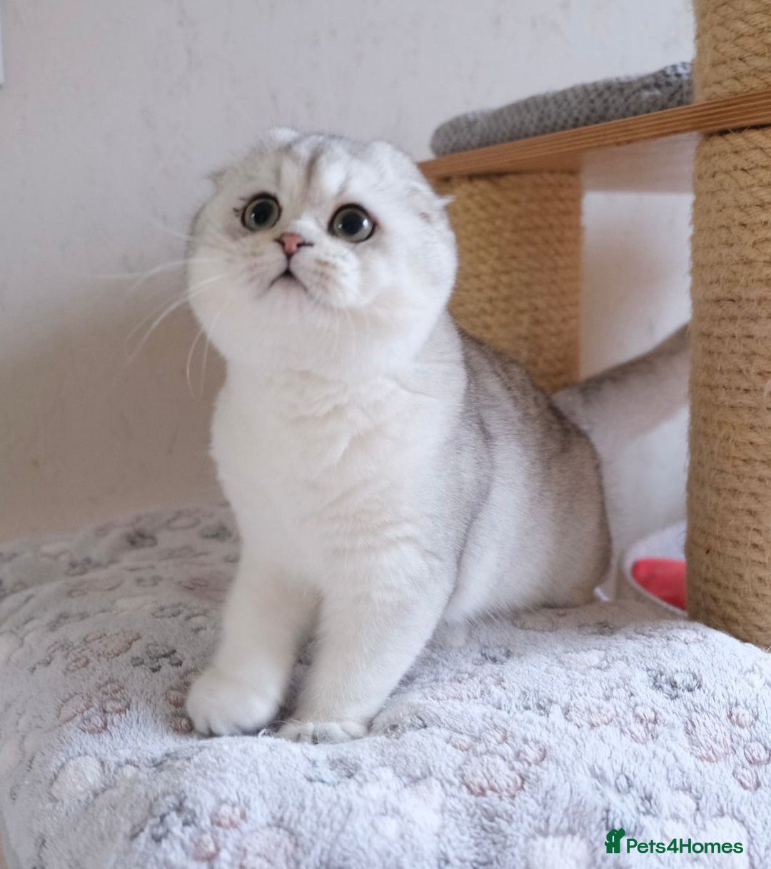 Scottish Fold cats for sale: Scottish fold and straight kittens  - Advert 1