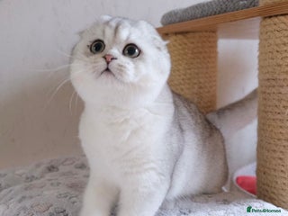 Scottish Fold cats Scottish fold and straight kittens - Advert 12