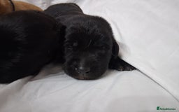 Labrador Retriever dogs for sale: Chunky labrador puppies  - Image 15