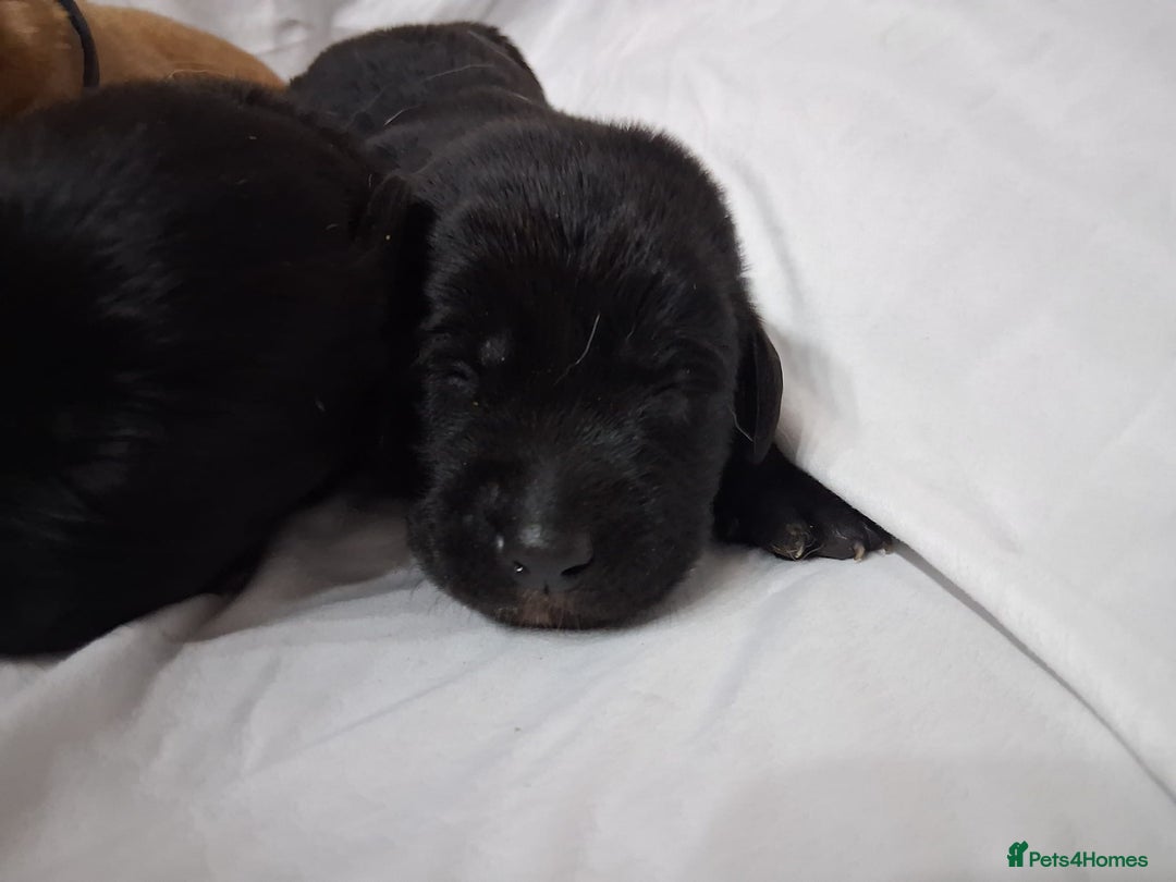 Labrador Retriever dogs for sale: Chunky labrador puppies  - Image 15