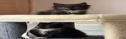 Ragdoll cats for sale: Ragdoll cross maincoon - Advert 9