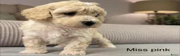 Maltipoo dogs for sale: BEAUTIFUL MALTIPOOS FROM DNA TESTED CLEAR PARENTS  - Advert 27
