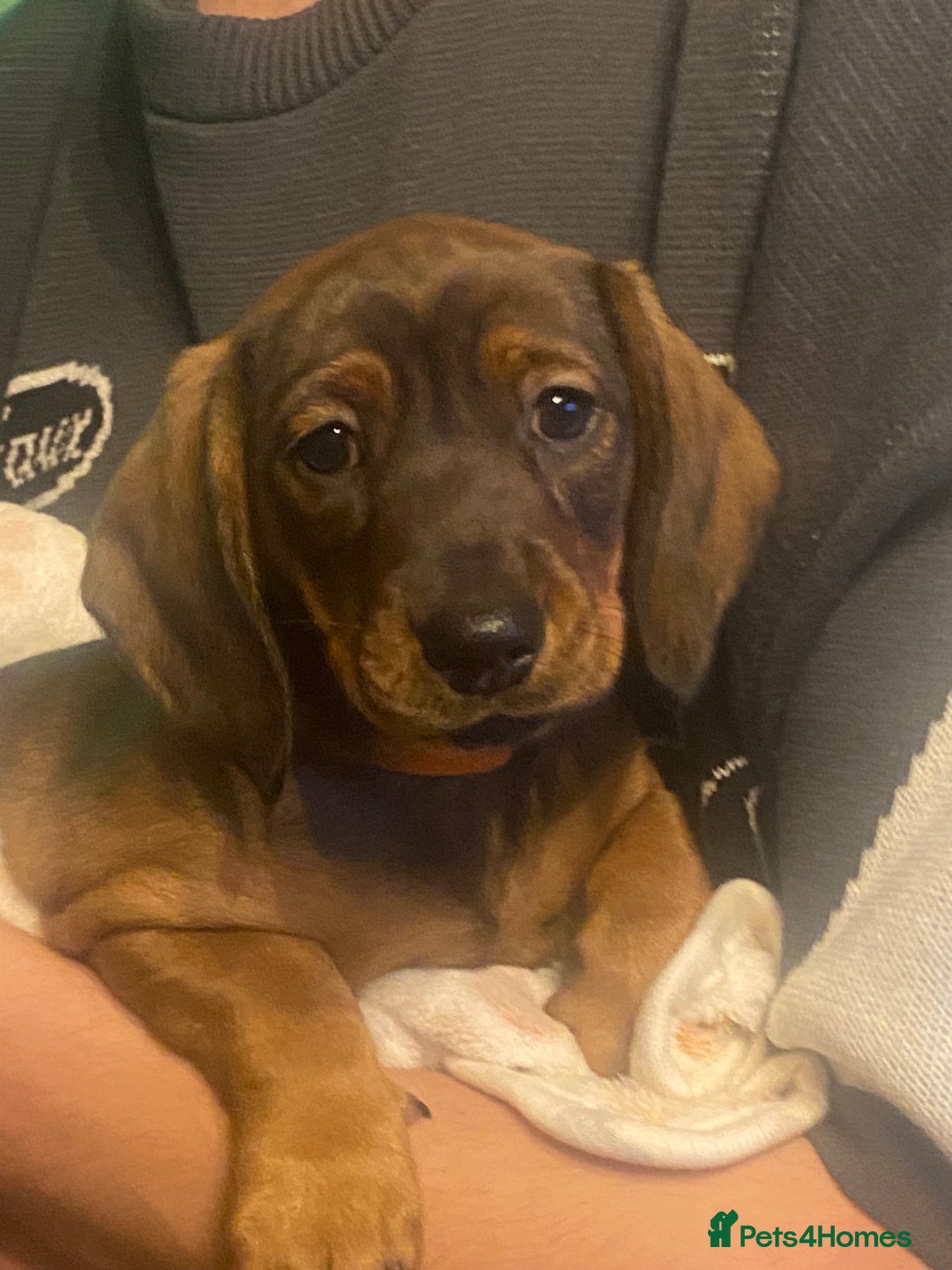 Dachshund dogs for sale: *1 beautiful dachshund girl left* - Advert 1