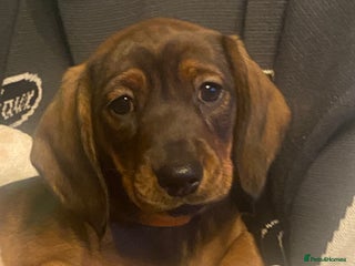 Dachshund dogs *1 beautiful dachshund girl left* - Advert 1