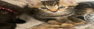 Tabby Male
