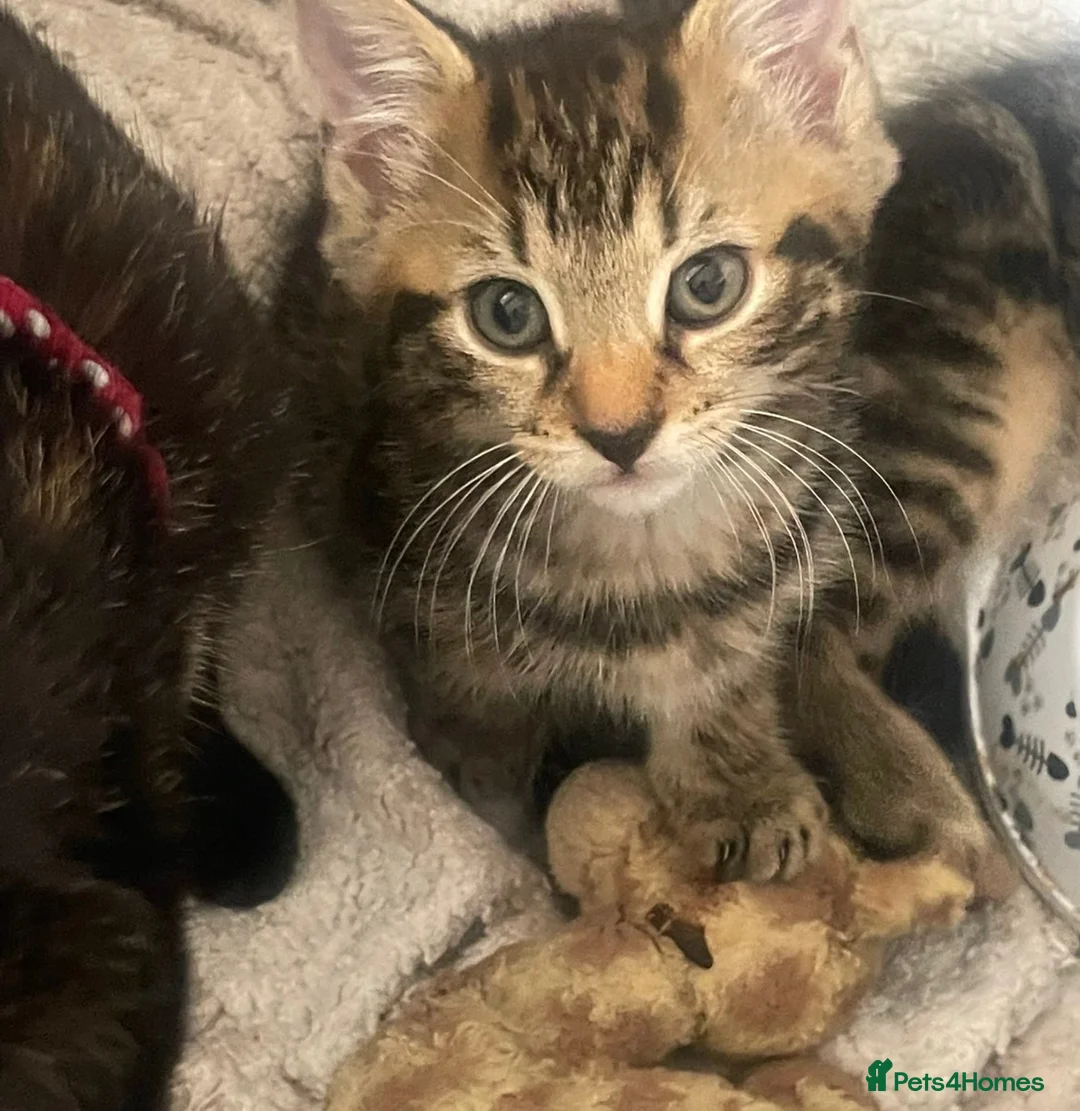 Mixed Breed cats for sale: Two Male Kittens - Advert 2