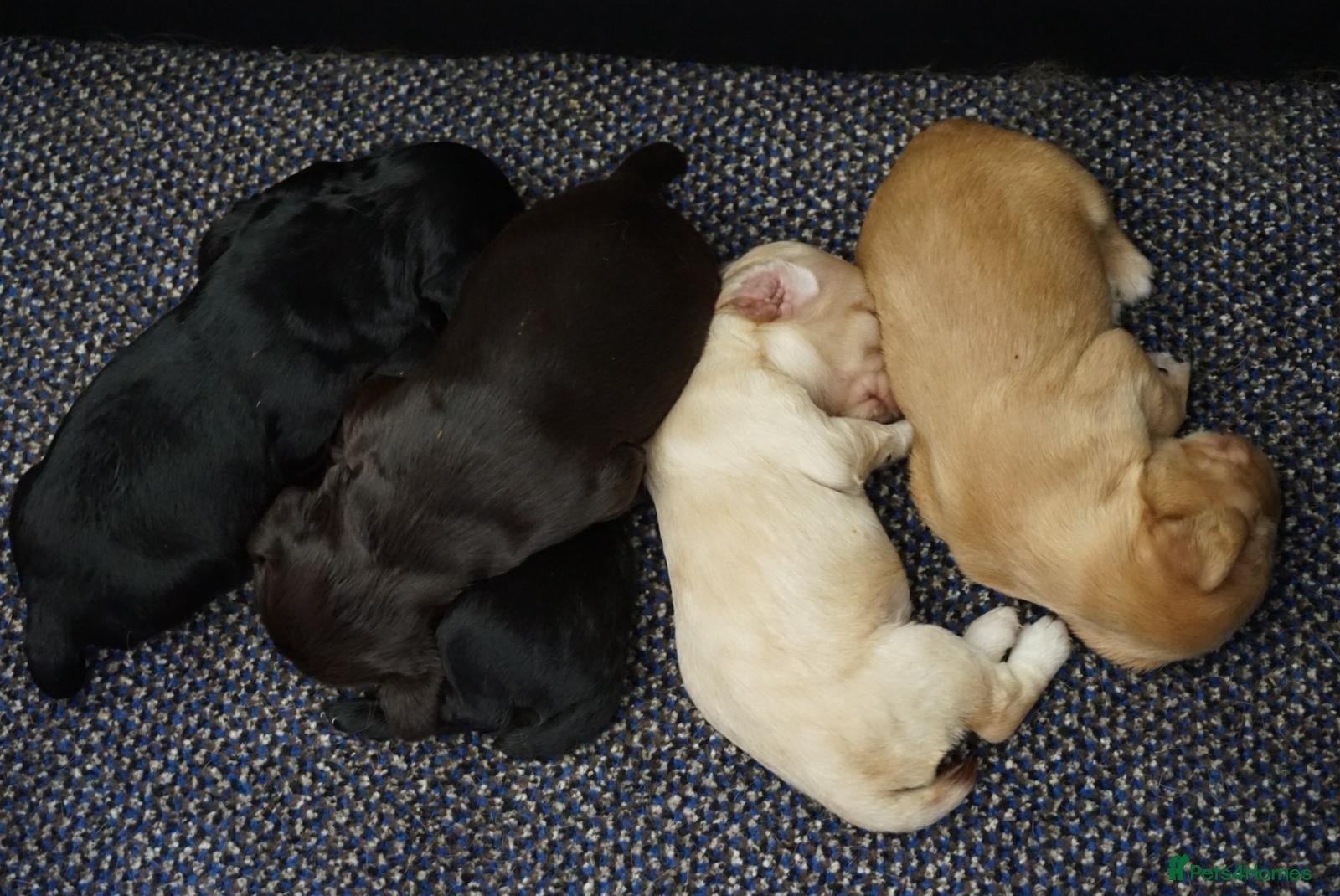 Cocker Spaniel dogs for sale: Cocker Spaniel puppies in Diss - Advert 4