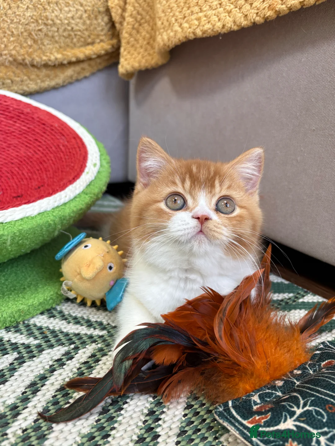 British Shorthair cats for sale: Beautiful boys- bsh and blh GCCF registered  - Advert 1