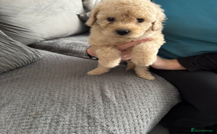 Cockapoo dogs - Advert 1