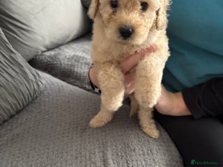 Cockapoo dogs - Advert 5