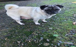 Pug dogs for sale: Home raise fawn&black Pug puppies - Advert 11