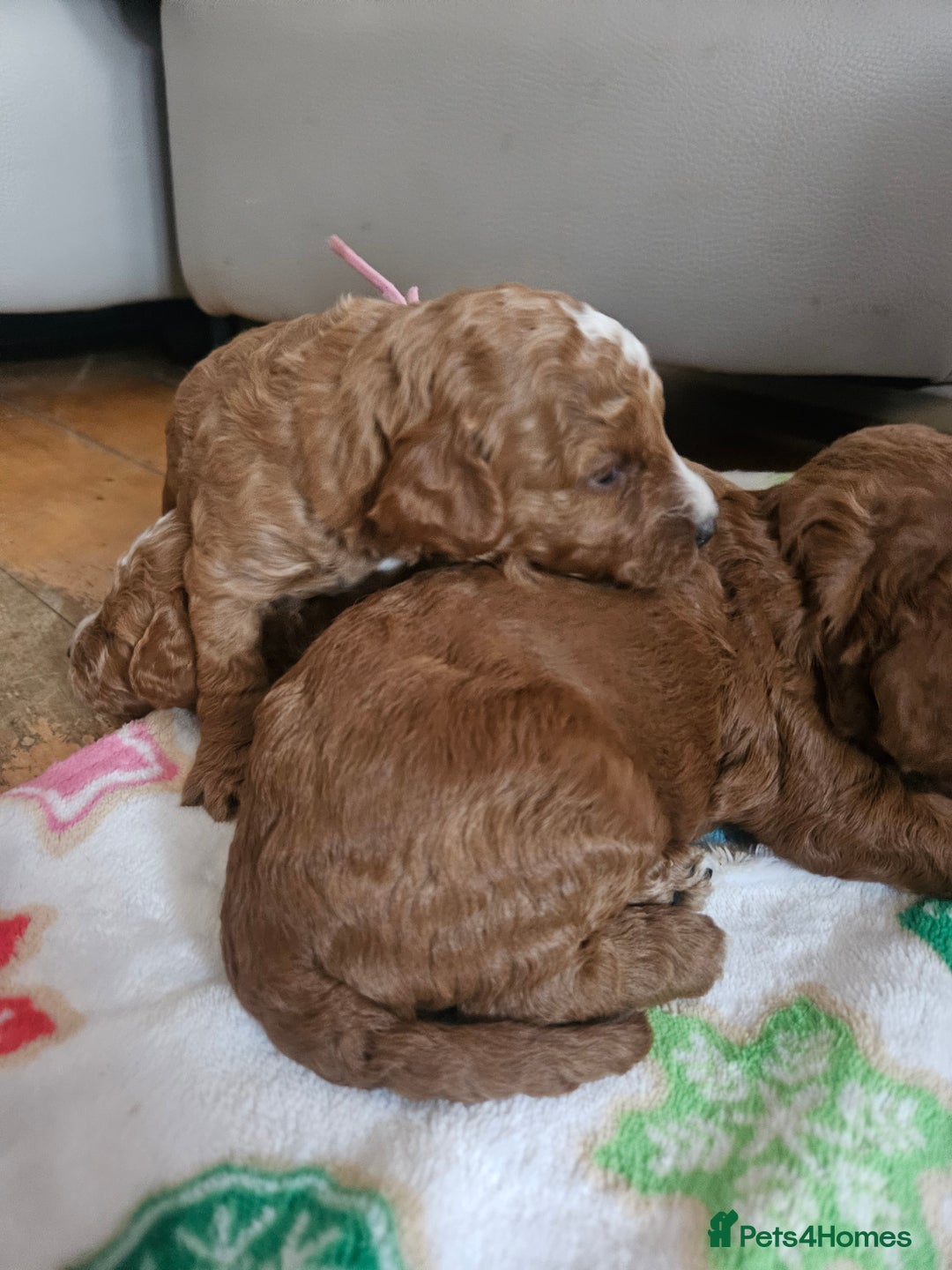 Sproodle dogs for sale: Stunning red and black sproodles rare red colour  - Image 4