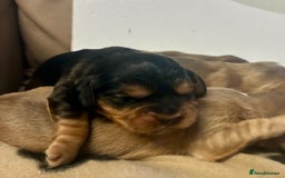 Cockalier dogs for sale: ✨ Beautiful Cockalier puppies ✨ - Image 3